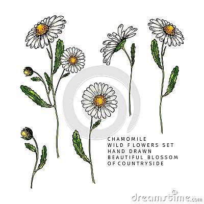 Hand drawn wild hay flowers. Chamomile or daisy flower. Vintage colored engraved art. Botanical illustration. For cosmetics, Vector Illustration