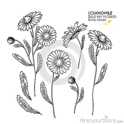 Hand drawn wild hay flowers. Chamomile or daisy flower. Vintage engraved art. Botanical illustration. Good for cosmetics, medicine Vector Illustration