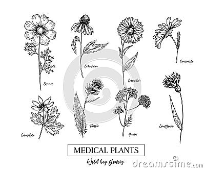 Hand drawn wild hay flowers. Medical herbs and plant. Calendula, Chamomile, Cornflower, Celandine, Cosmos, Yarrow Vector Illustration