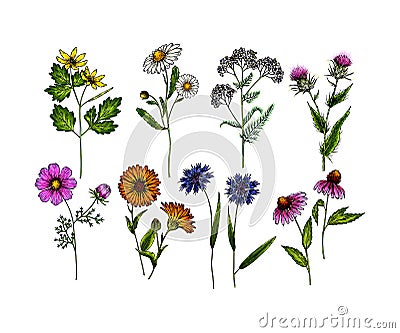 Hand drawn wild hay flowers. Medical herbs and plants. Colored Calendula, Chamomile, Cornflower, Celandine, Cosmos Vector Illustration