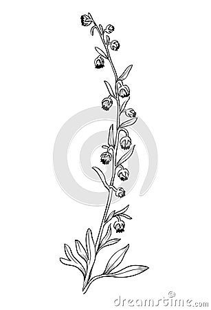 Hand drawn of wild herb. Black outline plant drawing isolated on white background Vector Illustration