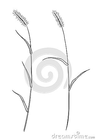 Hand drawn of wild herb. Black outline plant drawing isolated on white background Vector Illustration