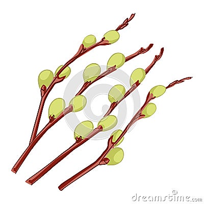 Hand drawn willow branches with buds in white background Vector Illustration