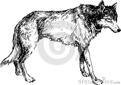 Hand drawn wolf Vector Illustration