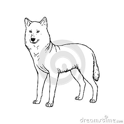 Hand drawn wolf. Vector black white sketch. Vector Illustration