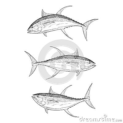 Hand Drawn Yellow Fin Tuna Vector Illustration