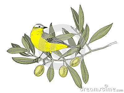 Hand drawn Yellow Wagtail sitting on the olive tree branch Vector Illustration