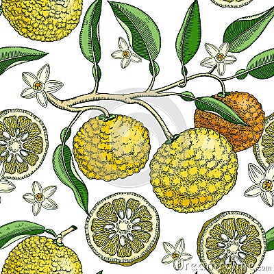 Hand drawn yuzu background design. Vintage citrus branches, flowers, leaves whole fruit, cut half piece sketches. Seamless healthy Vector Illustration