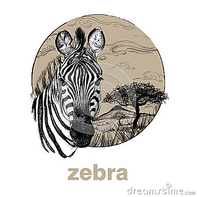 Hand drawn zebra, sketch graphics illustration on white background Cartoon Illustration