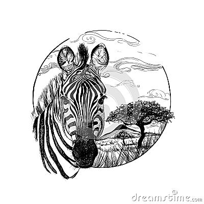 Hand drawn zebra, sketch graphics monochrome illustration on white background Cartoon Illustration