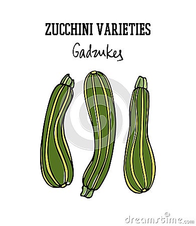 Hand drawn zucchini Vector Illustration