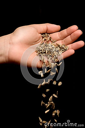 Hand dropping striped sunflower seeds Stock Photo