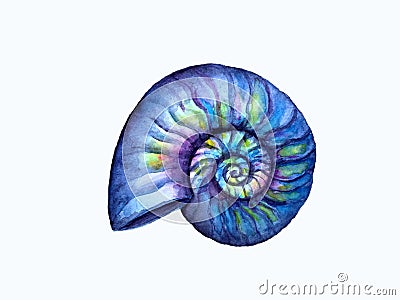 Hand drown seashell Cartoon Illustration