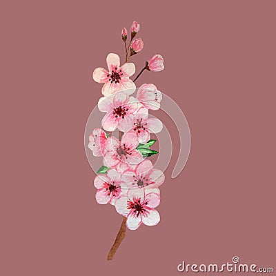 Hand drowning watercolor sakura branch on pink background Stock Photo