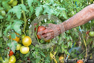 Hand of an elder man picking a tomato Stock Photo