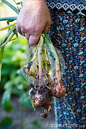 The hand of an elderly woman holding onions Stock Photo