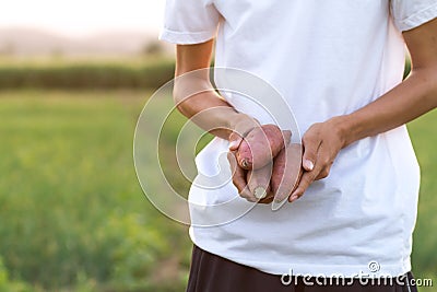 Expert farmer hold fresh product vegetable sweet potato at farmland Stock Photo