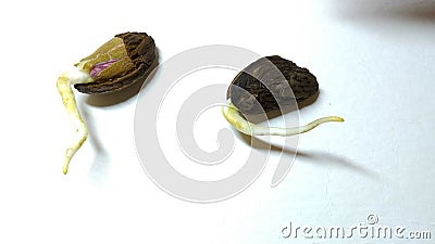 Hand Exposes Sprouted Almond Pits on a White Background Stock Footage