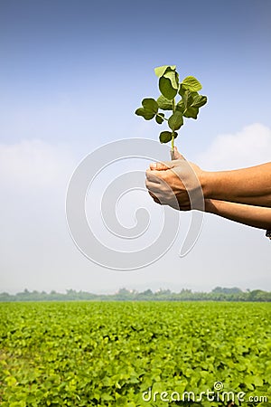 Hand of farmer holding sapling Stock Photo