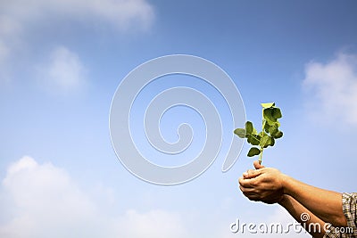 Hand of farmer holding young plant Stock Photo