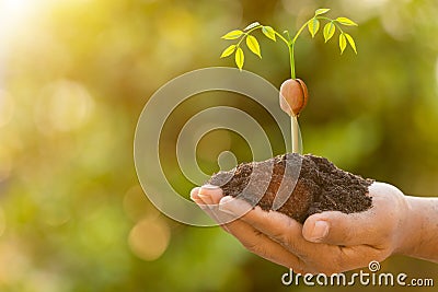 Hand of farmer holding young sprout of Afzelia, Doussie or Makha mong tree on green garden blur background. Growth and environment Stock Photo