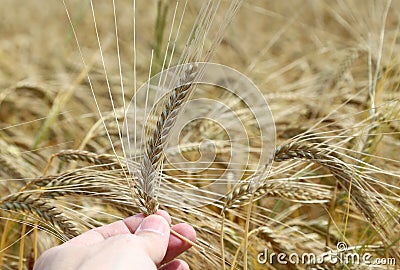 hand of the farmer holds mature yellow ear of wheat Stock Photo