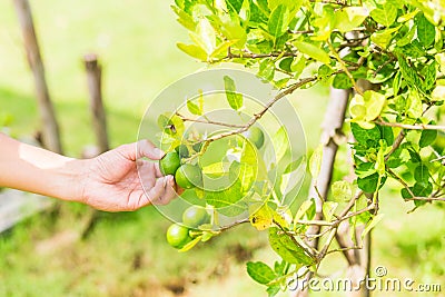 Hand farmer pick lemon from lemon tree in the morning. Stock Photo