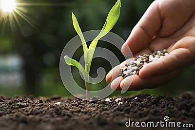 hand of farmer are pouring chemical fertilizers for young corn in farm Stock Photo