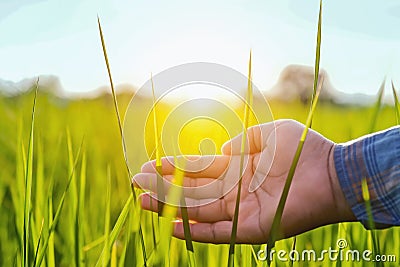 hand farmer touching green rice in farm Stock Photo