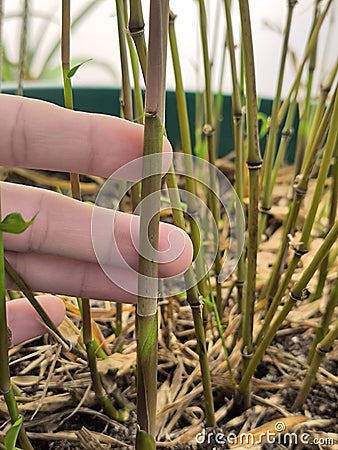 Hand of a farmer touching a young bamboo plant Stock Photo