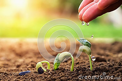 hand of farmer watering to small beans in garden with sunshine background Stock Photo