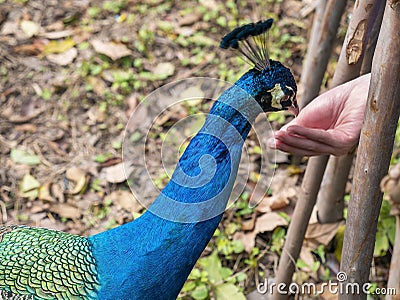 The hand that fed the peacock. Editorial Stock Photo