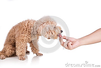 Hand feeding chunky raw meat barf diet to healthy dog on white background Stock Photo