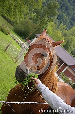 Hand Feeding a Horse Stock Photo