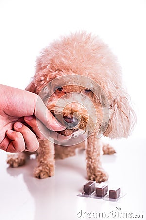 Hand feeding pet dog with chewable to protect from heartworm Stock Photo
