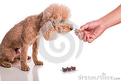 Hand feeding pet dog with chewable to protect from heartworm Stock Photo