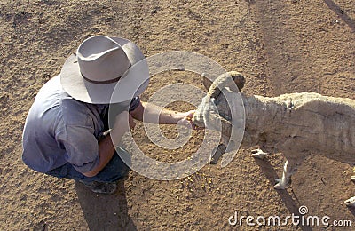 Hand feeding sheep in outback Australia Stock Photo