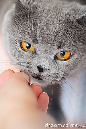 Hand-feeding your pet. Give a treat to a cat. A British cat looks at a treat Stock Photo