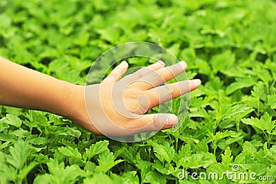 Hand feel motherwort herb Stock Photo