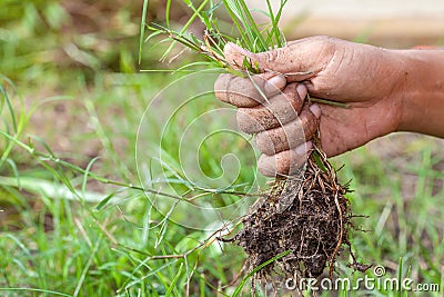 Hand of female pull grass from vegetable garden.selective focus. Stock Photo