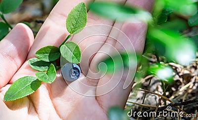 Hand filled with blueberries. In the background blueberry bushes. Summertime activities Stock Photo