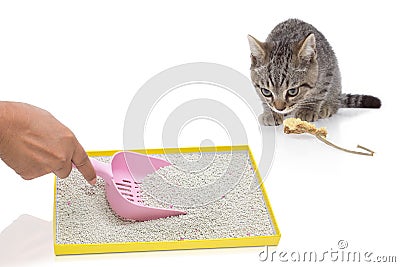 A hand filtering artificial sand in tray and cat gazing Stock Photo