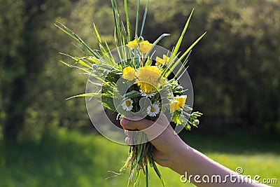 Hand full of plant biodiversity, local flora, life from nature Stock Photo