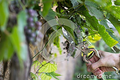 Hand with gardener vintage scissors is pruning grape tree, worker is removing branches from the tree trunk Stock Photo
