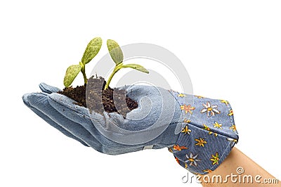 Hand With Gardening Glove and Baby Plants Stock Photo
