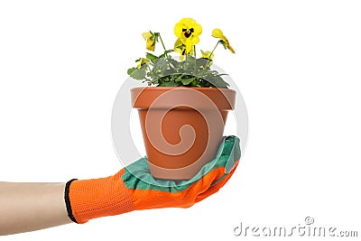 Hand in gardening glove holds pansies, isolated on background Stock Photo