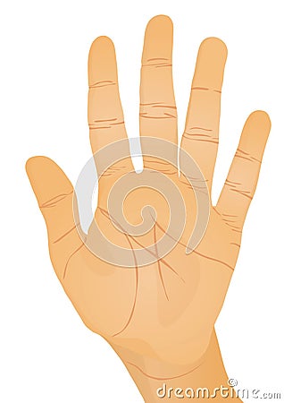 Hand gesture - palm Vector Illustration