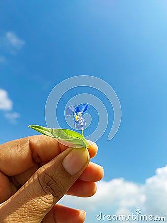 Hand of girl holding flower, nature photography, natural gardening background, floral wallpaper Stock Photo