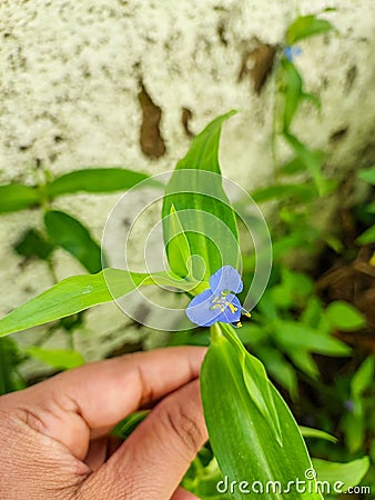 Hand of girl holding flower, nature photography, natural gardening background, floral wallpaper Stock Photo