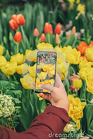 Hand of girl holding smartphone and taking photo of bright colorful tulips. Modern technology and spring nature Stock Photo